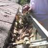 gutter cleaner sacramento